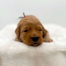 Brandon Lake - Red  male Goldendoodle puppy in North Carolina from Tuxedo Mountain Doodles