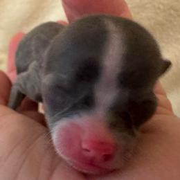 Winter - Blue and white female Chihuahua puppy in Brooklyn, Connecticut from Ladybug Chihuahuas