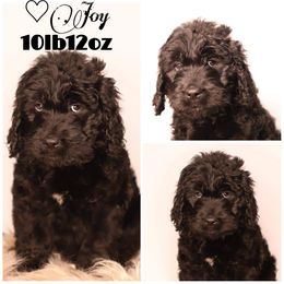 Double Doodle, Goldendoodle, and Sheepadoodle Puppies from Shaw Spring's Canines