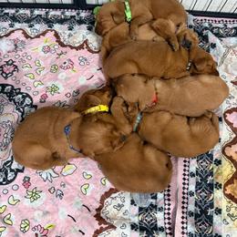 Female last pick - Dark golden female Golden Retriever puppy in Pekin, Illinois from Solari Kennels
