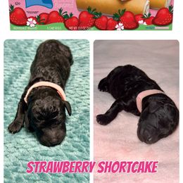 Labradoodle Puppies from Mud Puppies