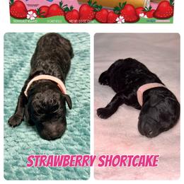 Labradoodle Puppies from Mud Puppies