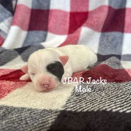 Male 1 - Black and white male Jack Russell Terrier puppy in Bedias, Texas from JBar Jacks