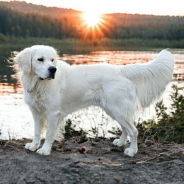 Cas - Golden Retriever