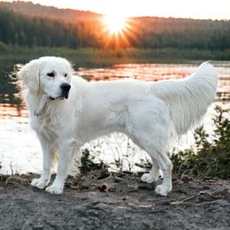 Cas - Golden Retriever