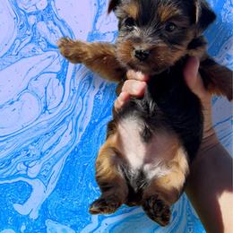 Blue - Black and tan male Yorkshire Terrier puppy in Pomona, California from Lunio's Yorkies