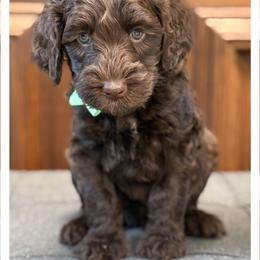 Miss Mint - Chocolate female Australian Labradoodle puppy in Wake Forest, North Carolina from Lucky Country Labradoodles