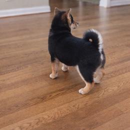 Girl-2 - Black and tan female Shiba Inu puppy in Columbus Junction, Iowa from Liz's Shiba Inu