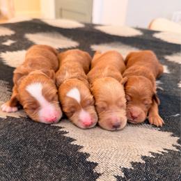 Girl 2 - Red  female Goldendoodle puppy in Glendale, Arizona from Follow Your Bliss Doodles