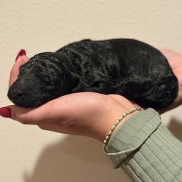 Rocky Road - Black male Poodle puppy in Eugene, Oregon from Mount Zion Kennels
