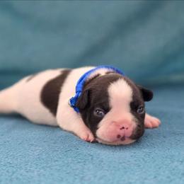 Blue collar - Brindle and white male French Bulldog puppy in Polk City, Florida from Best Friend Frenchies, LLC