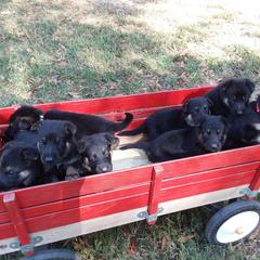 German Shepherd Puppies from Guardian Breeders