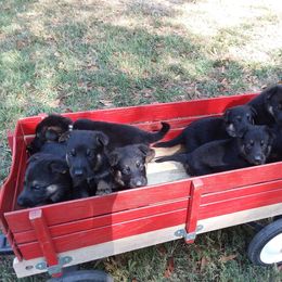 German Shepherd Puppies from Guardian Breeders