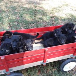 German Shepherd Puppies from Guardian Breeders