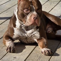 American Bully Puppies from Sky River Bullies