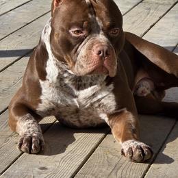 American Bully Puppies from Sky River Bullies