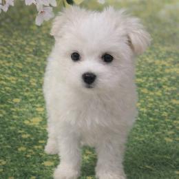 Luna - White female Maltese puppy in North Myrtle Beach, South Carolina from Perfect Puppies