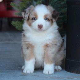 Australian Shepherd and Miniature Australian Shepherd Puppies from Canyon Creek Aussies