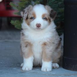 Australian Shepherd and Miniature Australian Shepherd Puppies from Canyon Creek Aussies
