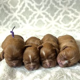 Boy 2 - Cavalier King Charles Spaniel puppy in Acworth, Georgia from Cumberland Cavaliers