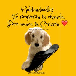 Goldendoodle Puppies from Casita Goldendoodles