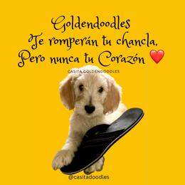 Goldendoodle Puppies from Casita Goldendoodles