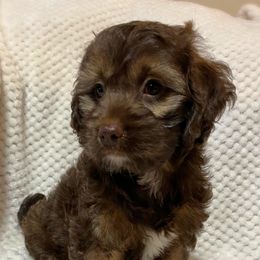 Cockapoo and Schnoodle Puppies from Bri & Dar’s Beloved Doodles
