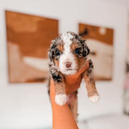 Etta - Tri-color female Bernedoodle puppy in Cold Spring, Minnesota from A.N.A. Doodles