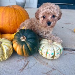 Bella - Apricot female Poodle puppy in Utica, Ohio from Poodle Me Crazy