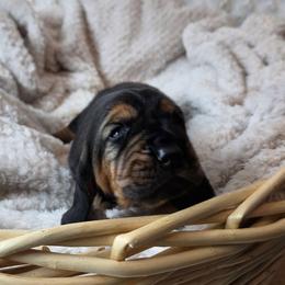 Honesty - Black brown and white female Basset Hound puppy in Big Rapids, Michigan from Basket Hound Bassets