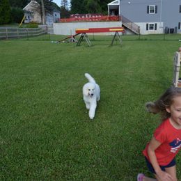 Poodle Puppies from D and D Standard Poodles