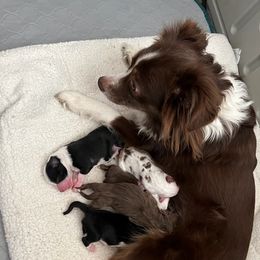 Toy Australian Shepherds from Tidewater Toy Austrailian Shepherds