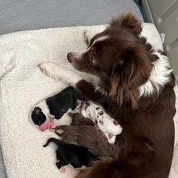 Toy Australian Shepherds from Tidewater Toy Austrailian Shepherds