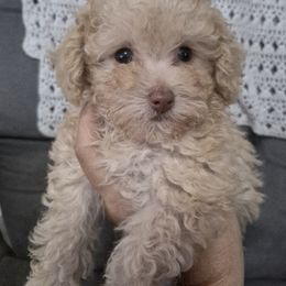 Sandy - Cream female Poodle puppy in Chandler, Arizona from Fabi Poodle