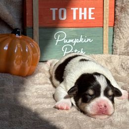 Boy 1 - Parti male Miniature Schnauzer puppy in Hillsville, Virginia from Valley View schnauzers