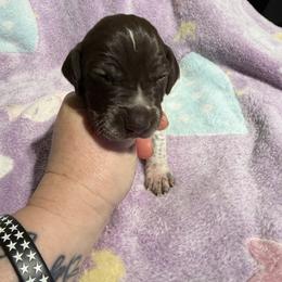 Blue - Liver roan male German Shorthaired Pointer puppy in Jackson, Georgia from Rosengrace Gsps (formerly Tiner GSP’s)