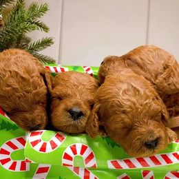 Goldendoodles from Keizer Doodles