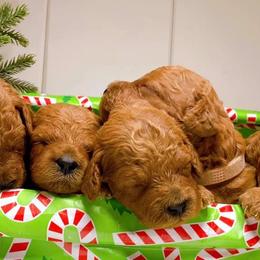 Goldendoodles from Keizer Doodles