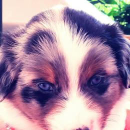 Australian Shepherds and Toy Australian Shepherds from My Aussies