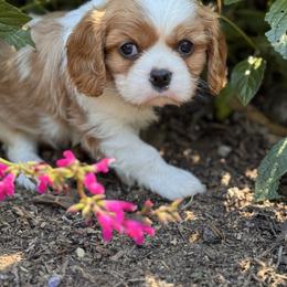 Doc - Blenheim male Cavalier King Charles Spaniel puppy in California from Tinkerpups