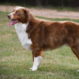 Australian Shepherds from K&H Aussies