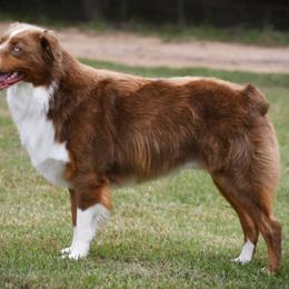 Australian Shepherds from K&H Aussies