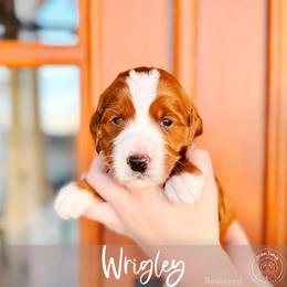 Milo - Red  male Goldendoodle puppy in Mahomet, Illinois from Jordan Family Doodles