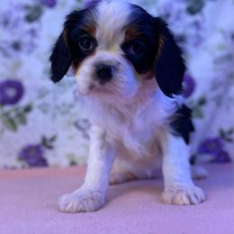 Lilly - Tri-color female Cavalier King Charles Spaniel puppy in Crawford, Tennessee from Lilly Lane Spaniels