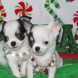 Chihuahua Puppies from Chilove Chihuahuas