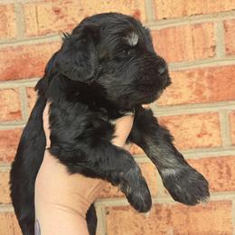 Landon - Black and silver male Miniature Schnauzer puppy in Hickory, North Carolina from Selene's Schnauzers