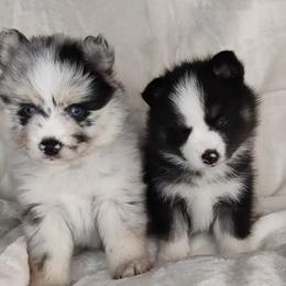 Pomsky Puppies from Puppy Pack