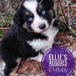 Emma - Black tri female Miniature Australian Shepherd puppy in Kettle Falls, Washington from Ellie's Miniature Australian Shepherds