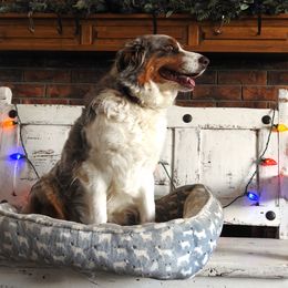 Oakley - Australian Shepherd