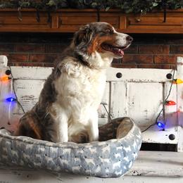 Oakley - Australian Shepherd